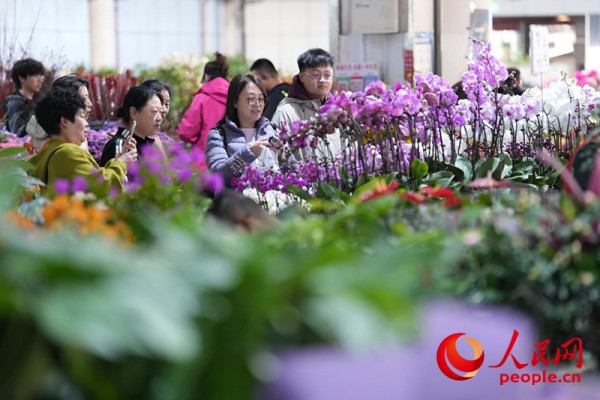 1月4日，游客在斗南花市选购蝴蝶兰。人民网记者 李发兴摄