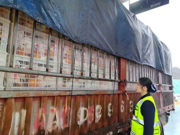 1月4日，满载资中血橙的大货车通过资中西收费站，收费人员对车辆所载货物种类进行检查。蔡林宏供图