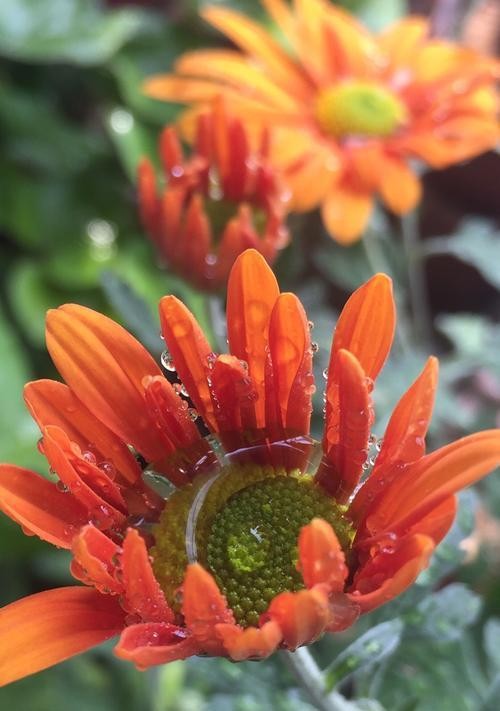 非洲菊花语与风水——寓意与布置家居的智慧（探索非洲菊花语的深意和运用风水学原理打造和谐生活环境）