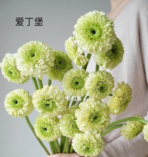 非洲菊花语与风水——寓意与布置家居的智慧（探索非洲菊花语的深意和运用风水学原理打造和谐生活环境）