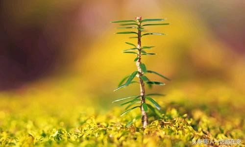 生活自然充实,人生自会舒畅