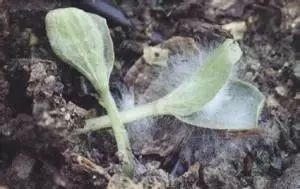 霉菌枯萎病：植物病害的克星