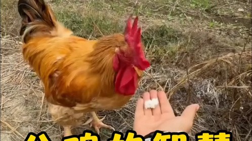 公鸡的生存和繁衍智慧让人佩服