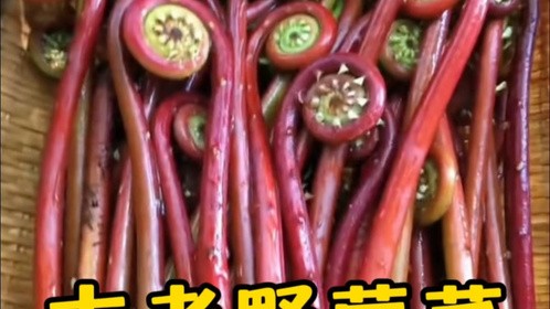 农村人都认识的野菜