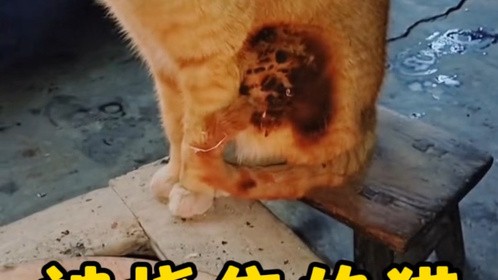 毛都被烤糊了，猫为什么不跑