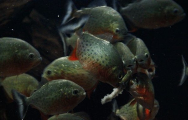 不需要打理的鱼缸鱼能活吗:鱼缸如果不进行打理,可能会导致以下问题