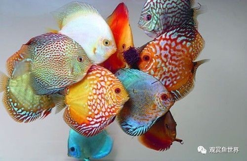 不需要打理的鱼缸鱼能活吗:鱼缸如果不进行打理,可能会导致以下问题