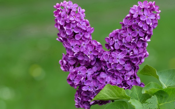 中医如何治疗奶结 要吃什么药