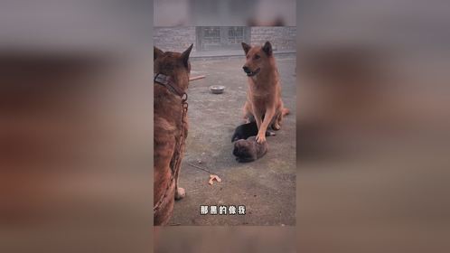 头顶一片大草原