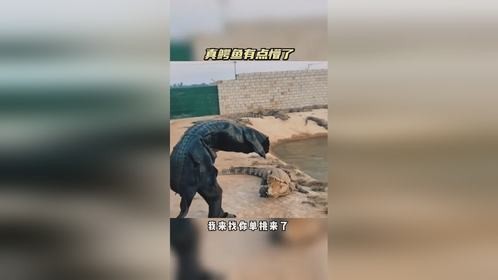 真鳄鱼有点懵了