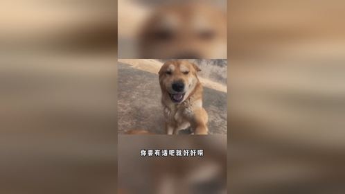 生了个吉祥三宝