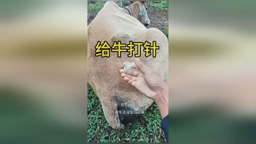 牛：要不是腿麻了，高低得踢你两脚