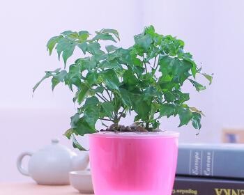 懒人植物盆栽有哪些？适合新手的简单养护植物推荐？