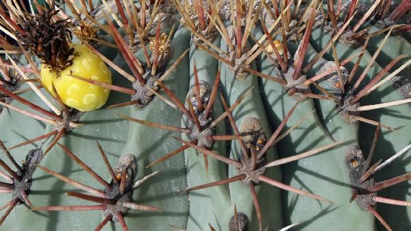 根茎类食材的保存方法是什么