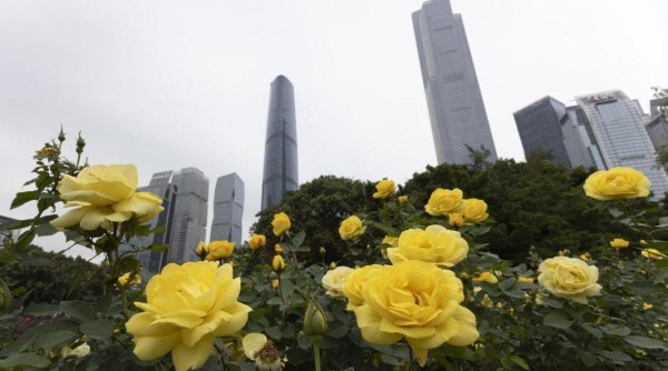 阳光未来两天限时返场，周日广州开始下雨
