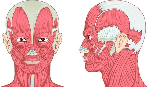 脂肪胶填充在山根部位会移位吗