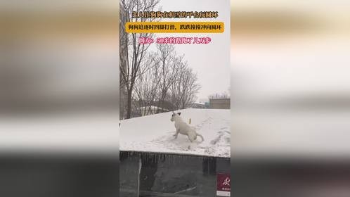 主人让狗狗在积雪的平台玩圆环，狗狗追逐时四脚打滑，跌跌撞撞冲向圆环