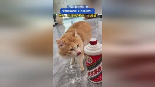 主人给猫咪喝白酒，没想到喝两口下去直接醉了。网友：正正经经见识了一只醉猫