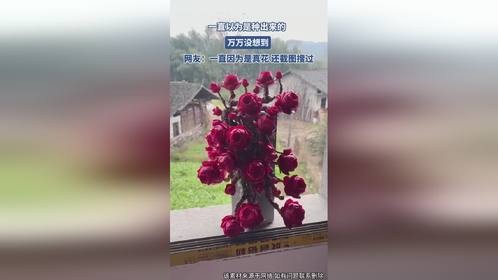 一直以为是种出来的，万万没想到