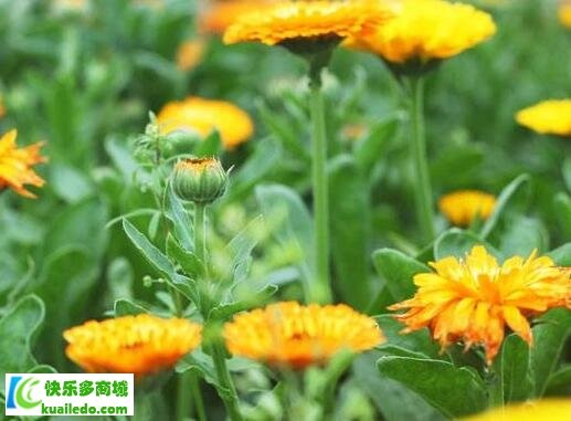 有机生活指的是什么