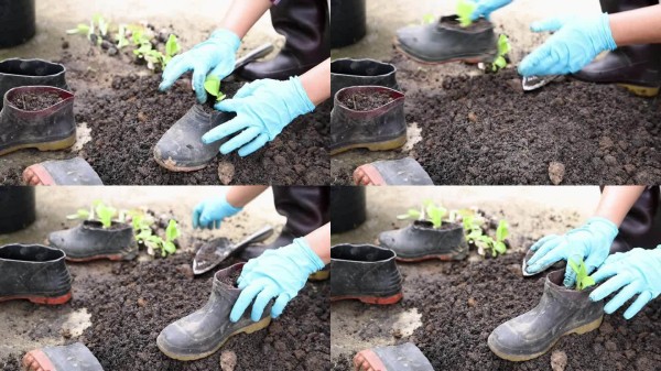 再利用废旧材料的概念，以维持可持续发展的环境。一名妇女通过种植蔬菜来改造旧靴子。