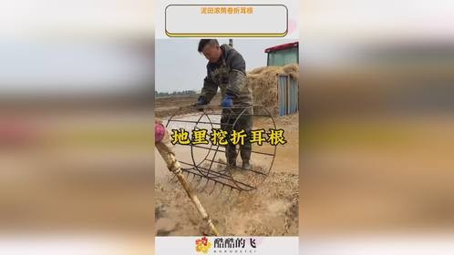 泥田滚筒卷折耳根