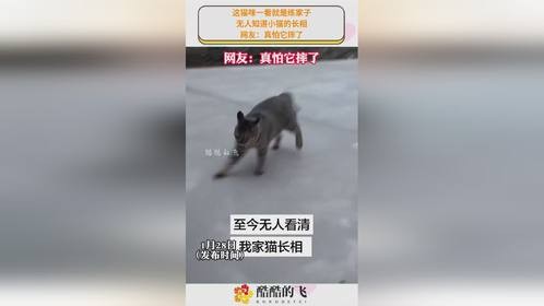 这猫咪一看就是练家子，无人知道小猫的长相，网友：真怕它摔了