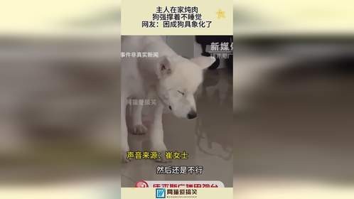 主人在家炖肉，狗强撑着不睡觉，网友：困成狗具象化了！