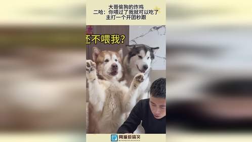 大哥偷狗炸鸡，二哈：你喂过了我就可以吃了，主打一个开团秒跟！
