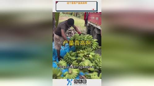 这个香蕉产量真高啊