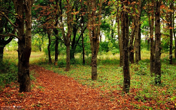 强肾灸的功效是什么 有用吗？