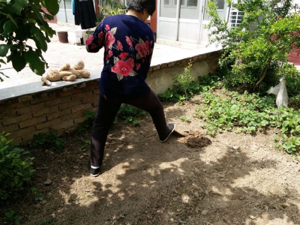 农家小院种菜，令人羡慕的田园生活