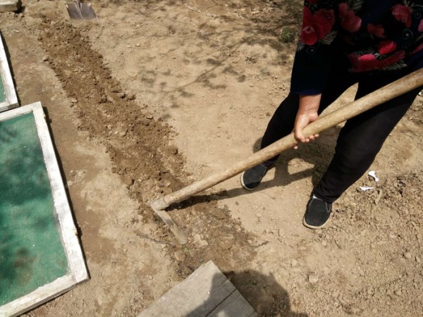 农家小院种菜，令人羡慕的田园生活