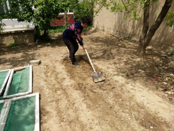 农家小院种菜，令人羡慕的田园生活