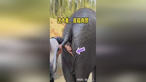 这大象，皮糙肉厚的！