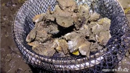 5分钟捡满桶！这果然不是绯闻