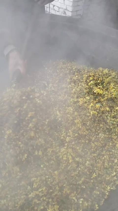 秦岭野菊花茶上市，留守老人采摘无添加健康茶饮