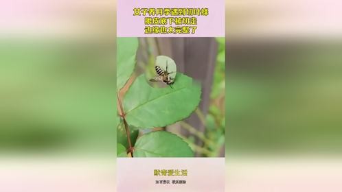 女子养月季遇到切叶蜂，眼皮底下被切走，边缘也太完整了！