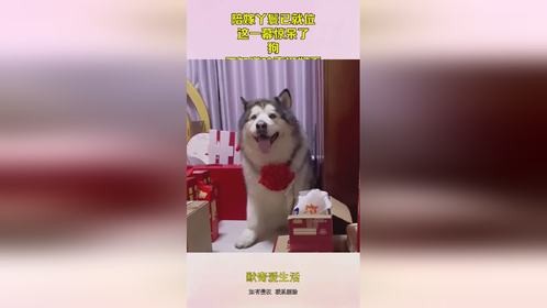 陪嫁丫鬟已就位，这一幕惊呆了，狗：不知道啥事挺好看