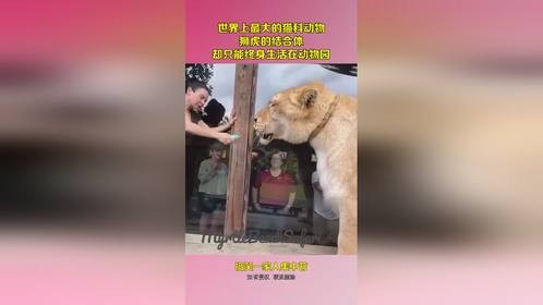 世界上最大的猫科动物，狮虎的结合体，却只能终身生活在动物园！