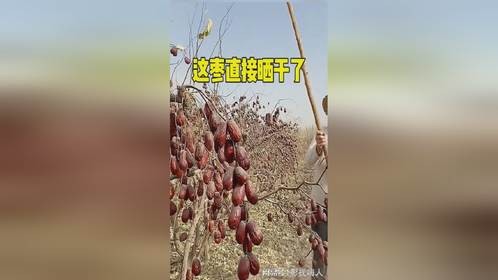 全部都给晒干了吗