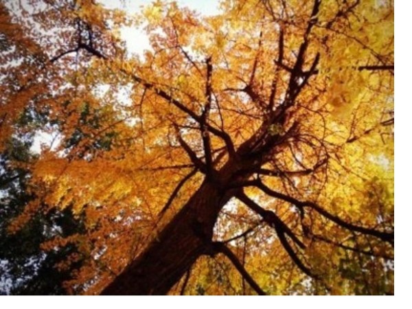 生活美学专业知识讲座_第4页