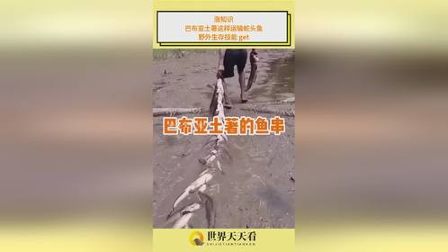 涨知识！巴布亚土著这样运输蛇头鱼，野外生存技能 get！