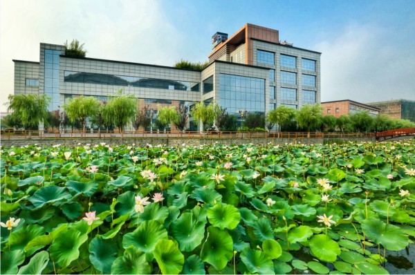 扬州完美景观湖莲花绽放