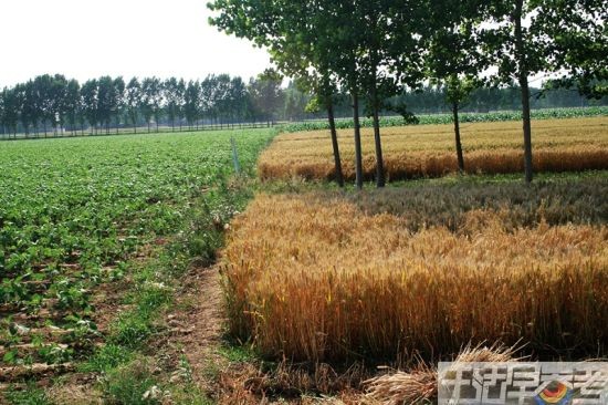 一些种植小麦的地块就紧挨着种有机蔬菜的农田