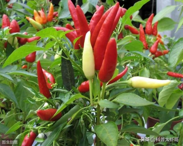 超实用生活小窍门100个（经典实用生活小窍门大全收集）(3)