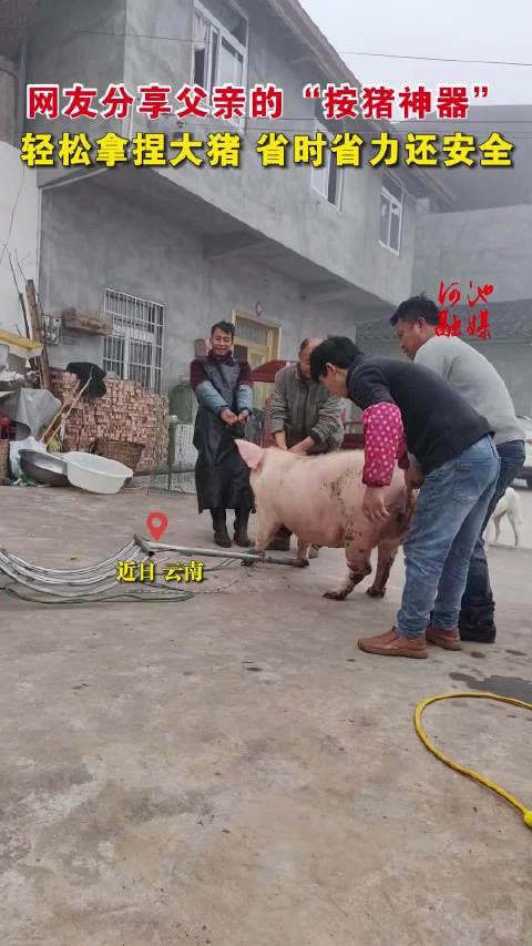 网友分享按猪神器省时省力