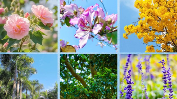 互动｜“植”此青绿赴春光，绿美南沙最全打卡指南赶紧收藏！