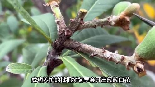 为什么你的枇杷树总在夏天“闹脾气”