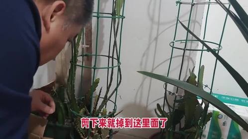 令箭荷花枝条分享给宁夏花友